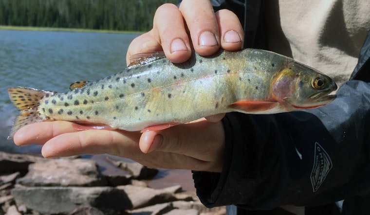 Utah Teams Up with Ashley National Forest to Restore Native Trout Population in High Uintas