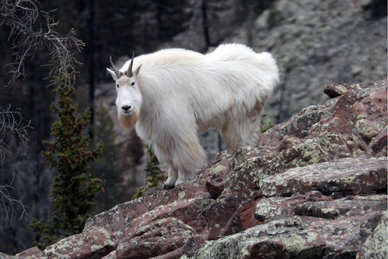 Utah Wildlife Enthusiasts Invited to Observe Mountain Goats in Natural Habitat at Tushar Mountains Event