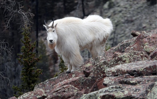 Utah Wildlife Enthusiasts Invited to Observe Mountain Goats in Natural Habitat at Tushar Mountains Event