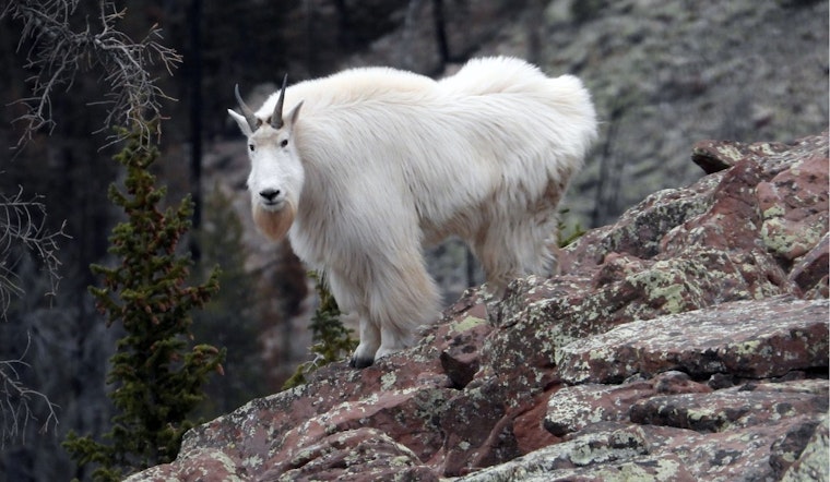 Utah Wildlife Enthusiasts Invited to Observe Mountain Goats in Natural Habitat at Tushar Mountains Event