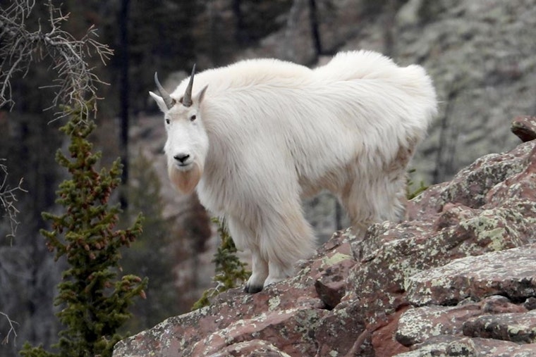 Utah's High-Elevation Hikers Advised to Respect Mountain Goats' Space This Summer