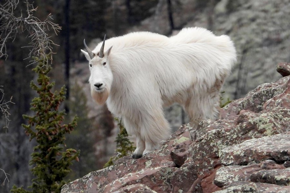 Utah's High-Elevation Hikers Advised to Respect Mountain Goats' Space This Summer