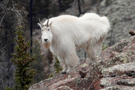Utah's High-Elevation Hikers Advised to Respect Mountain Goats' Space This Summer