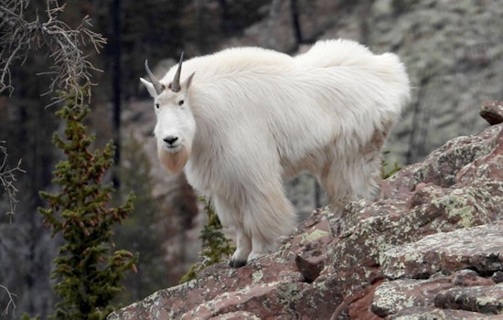 Utah's High-Elevation Hikers Advised to Respect Mountain Goats' Space This Summer