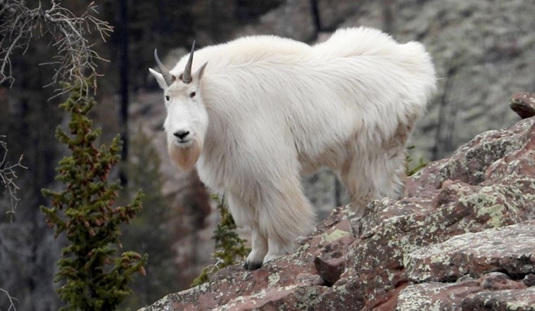 Utah's High-Elevation Hikers Advised to Respect Mountain Goats' Space This Summer