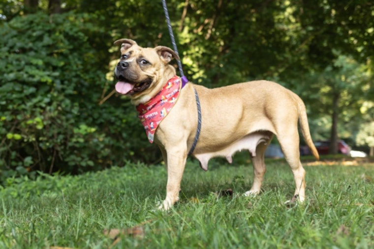Wake County Animal Center to Waive Adoption Fees in 'Clear the Shelter Extravaganza' in Raleigh