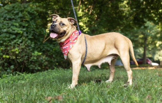 Wake County Animal Center to Waive Adoption Fees in 'Clear the Shelter Extravaganza' in Raleigh