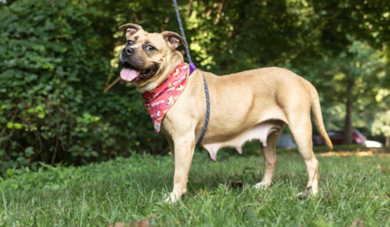 Wake County Animal Center to Waive Adoption Fees in 'Clear the Shelter Extravaganza' in Raleigh