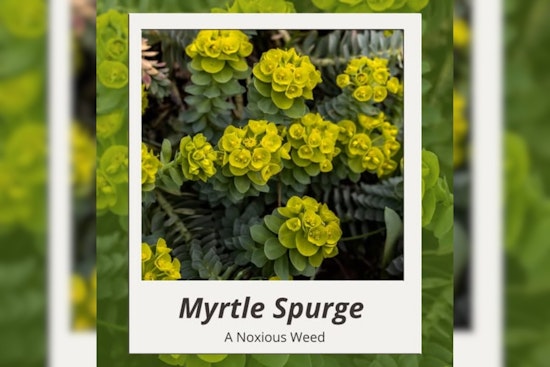 Warning Issued in Salt Lake City: Myrtle Spurge Plant Poses Risk to Hikers on Foothills Trails