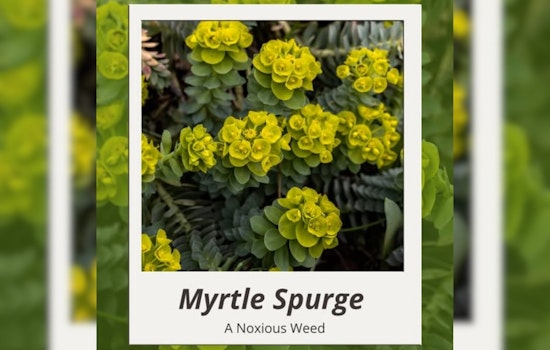 Warning Issued in Salt Lake City: Myrtle Spurge Plant Poses Risk to Hikers on Foothills Trails