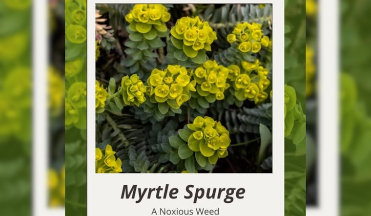 Warning Issued in Salt Lake City: Myrtle Spurge Plant Poses Risk to Hikers on Foothills Trails