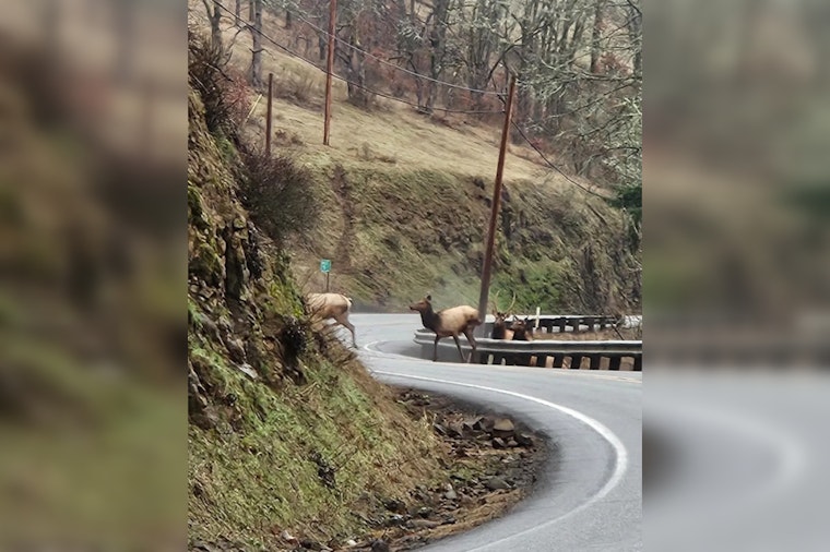 Washington State Unveils New Plan to Boost Wildlife Connectivity and Improve Road Safety