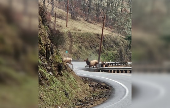 Washington State Unveils New Plan to Boost Wildlife Connectivity and Improve Road Safety
