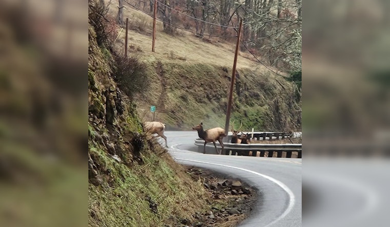 Washington State Unveils New Plan to Boost Wildlife Connectivity and Improve Road Safety