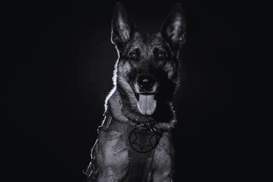 Waukesha County Sheriff's Department Honors Legacy of Retired K9 Justice After Passing