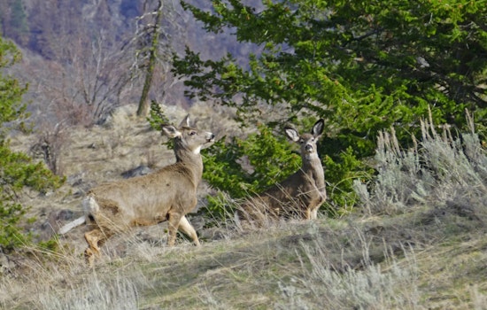 WDFW Seeks Public Feedback on Upcoming Game Management Plan and SEPA Determination in Washington State
