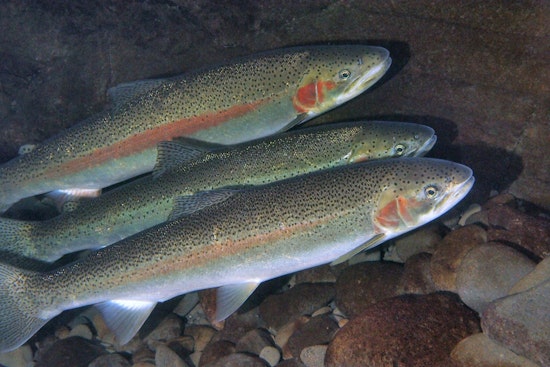 WDFW Seeks Public Input on Proposed Coastal Steelhead Regulations in Washington State