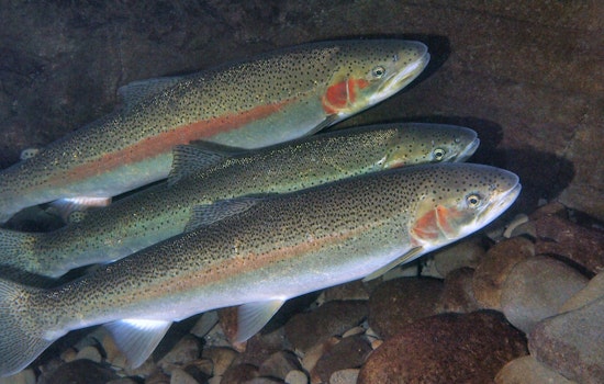 WDFW Seeks Public Input on Proposed Coastal Steelhead Regulations in Washington State
