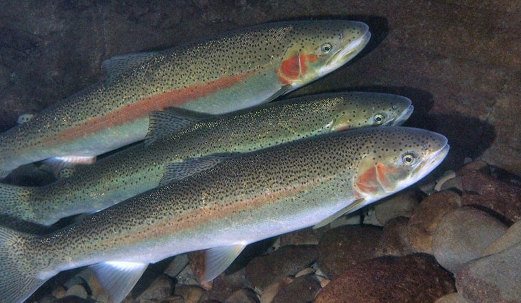 WDFW Seeks Public Input on Proposed Coastal Steelhead Regulations in Washington State