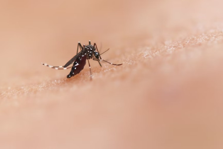 West Nile Virus Detected in Fulton County, Atlanta and Hapeville on Alert
