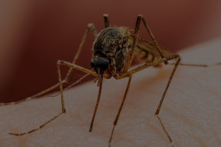 West Nile Virus Detected in Orange County, Prompting Heightened Mosquito Surveillance in Anaheim and Garden Grove