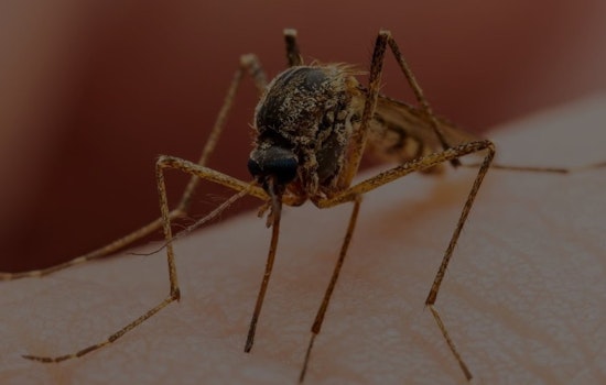 West Nile Virus Detected in Orange County, Prompting Heightened Mosquito Surveillance in Anaheim and Garden Grove