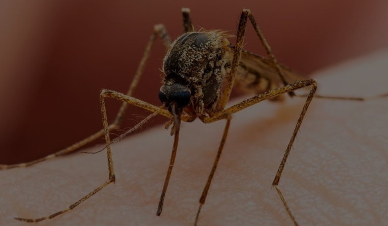 West Nile Virus Detected in Orange County, Prompting Heightened Mosquito Surveillance in Anaheim and Garden Grove