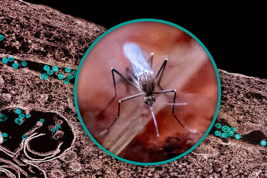 West Nile Virus Risk Persists in Carrollton as More Mosquito Samples Test Positive