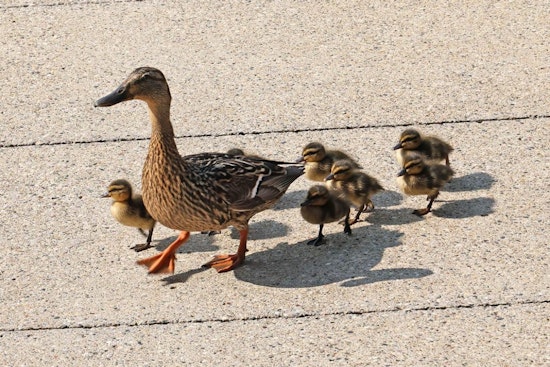Westland's Finest to the Rescue: Ducklings Saved from Storm Drain Near City Hall