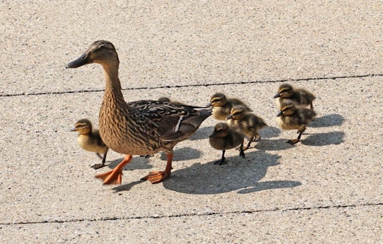 Westland's Finest to the Rescue: Ducklings Saved from Storm Drain Near City Hall