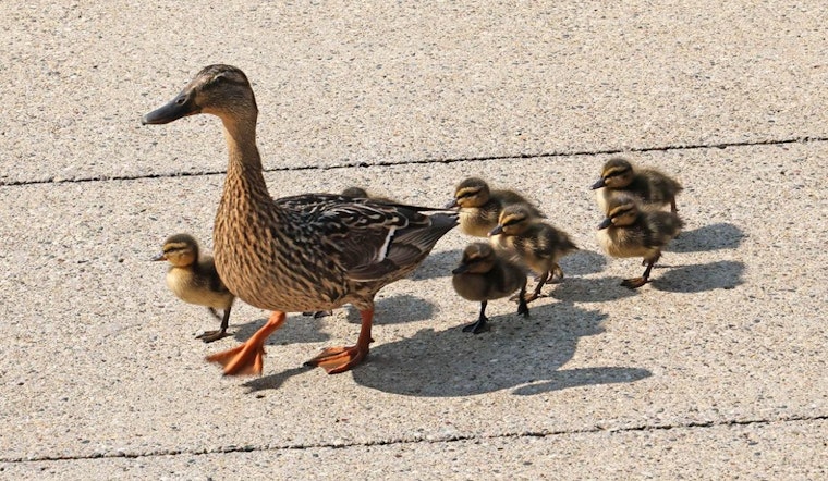 Westland's Finest to the Rescue: Ducklings Saved from Storm Drain Near City Hall