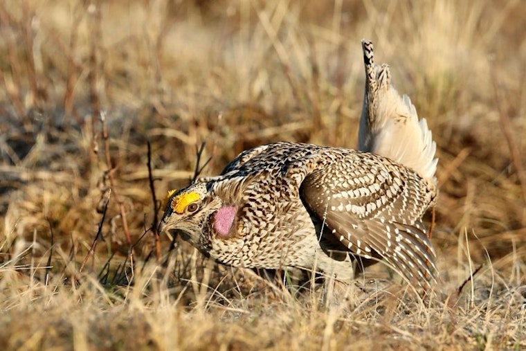 Wisconsin DNR Announces Deadline for Fall Hunting Permits as Applications for Bobcat, Fisher, and Sharp-tailed Grouse Hunts Are Due by Aug. 1