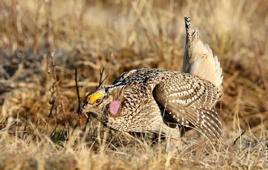 Wisconsin DNR Announces Deadline for Fall Hunting Permits as Applications for Bobcat, Fisher, and Sharp-tailed Grouse Hunts Are Due by Aug. 1