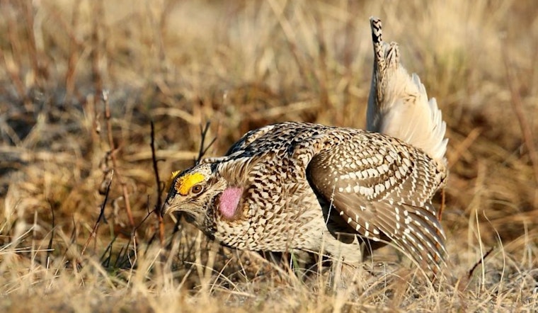 Wisconsin DNR Announces Deadline for Fall Hunting Permits as Applications for Bobcat, Fisher, and Sharp-tailed Grouse Hunts Are Due by Aug. 1