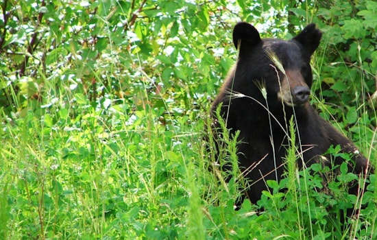 Wisconsin DNR Ceases Active Pursuit of Bear After Attack in Barron County as Victim Recovers