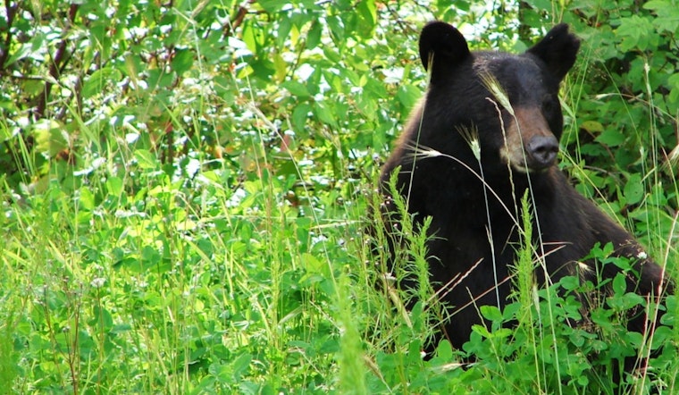 Wisconsin DNR Ceases Active Pursuit of Bear After Attack in Barron County as Victim Recovers