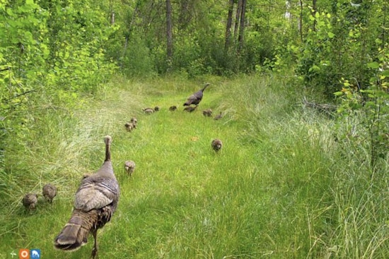 Wisconsin Residents Invited to Join DNR's Summer Game Bird Brood Survey