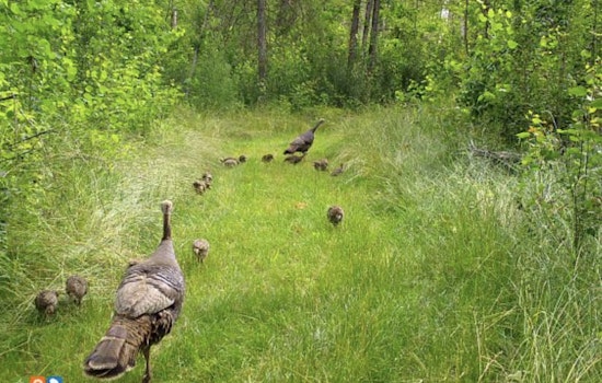 Wisconsin Residents Invited to Join DNR's Summer Game Bird Brood Survey