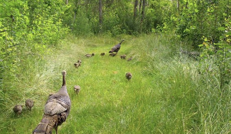 Wisconsin Residents Invited to Join DNR's Summer Game Bird Brood Survey
