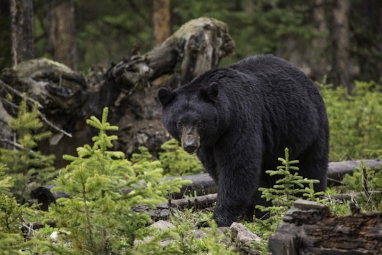 Wisconsin Woman Severely Injured in Suspected Defensive Bear Attack Near Comstock