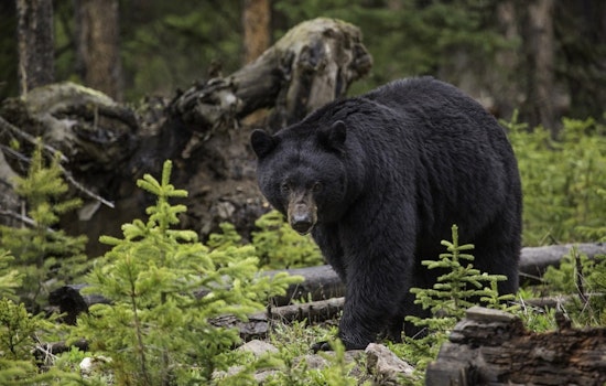 Wisconsin Woman Severely Injured in Suspected Defensive Bear Attack Near Comstock