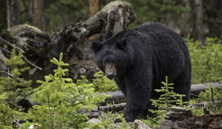 Wisconsin Woman Severely Injured in Suspected Defensive Bear Attack Near Comstock