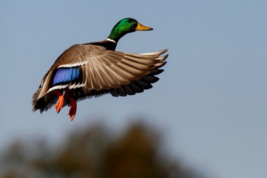 Wisconsin's Breeding Duck Population Rises 7% as DNR Reports Mixed Trends for Waterfowl Ahead of Oshkosh Expo