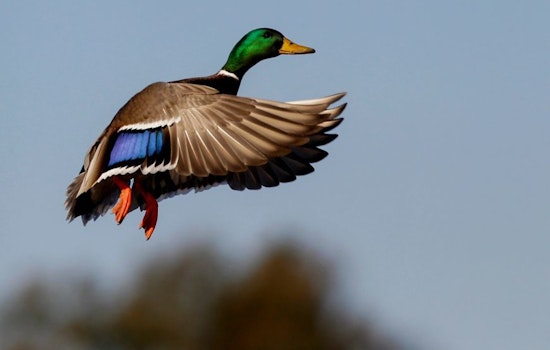 Wisconsin's Breeding Duck Population Rises 7% as DNR Reports Mixed Trends for Waterfowl Ahead of Oshkosh Expo