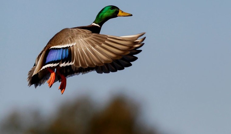 Wisconsin's Breeding Duck Population Rises 7% as DNR Reports Mixed Trends for Waterfowl Ahead of Oshkosh Expo
