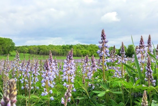 Wisconsin's Native Karner Blue Butterfly Faces Threat from Invasive Lupine Species