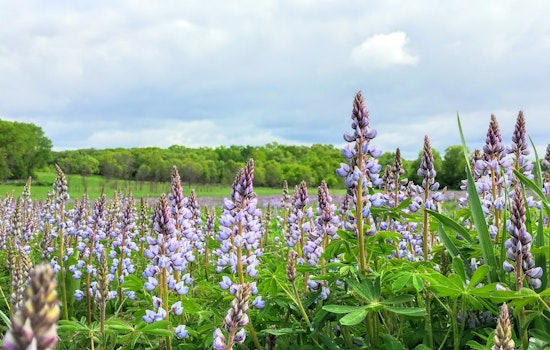 Wisconsin's Native Karner Blue Butterfly Faces Threat from Invasive Lupine Species