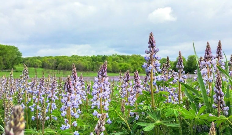 Wisconsin's Native Karner Blue Butterfly Faces Threat from Invasive Lupine Species