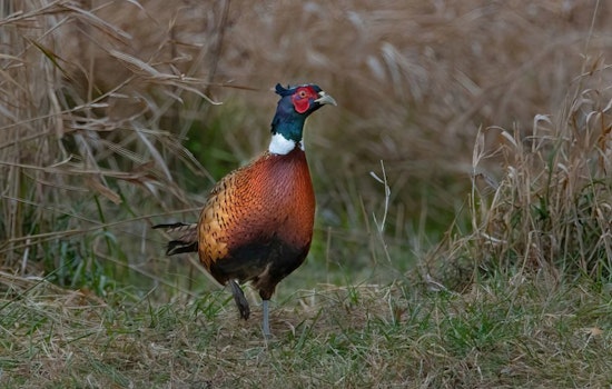 Wisconsin's Pheasant Population Soars as Ruffed Grouse Numbers Remain Strong, DNR Reports Indicate