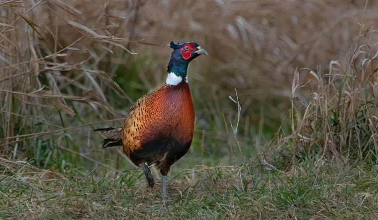 Wisconsin's Pheasant Population Soars as Ruffed Grouse Numbers Remain Strong, DNR Reports Indicate